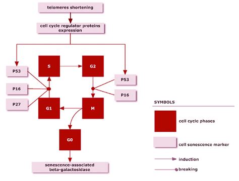 Relation between selected markers of cellular senescence | Download Scientific Diagram