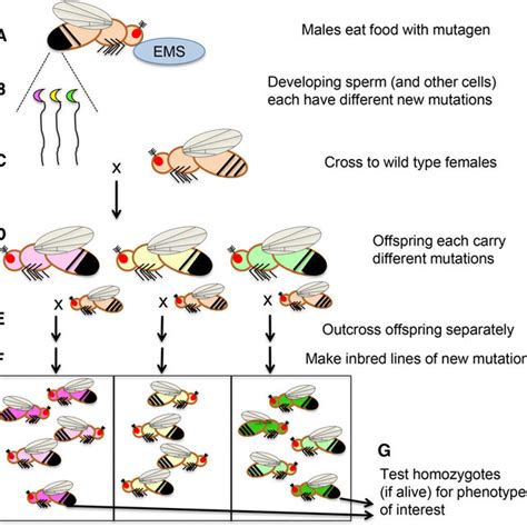 Sex Determination The Number Of X Chromosomes In D Melanogaster Is