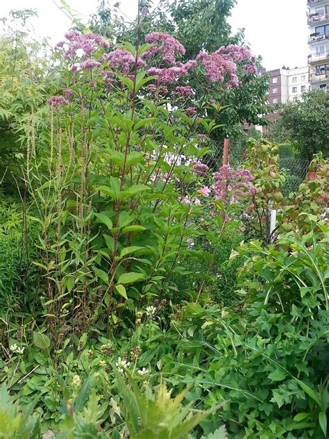 Sadziec Atropurpureum Eupatorium Maculatum Oficjalne