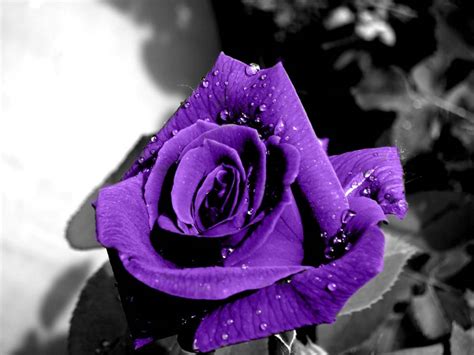 Free Download Purple Rose Wallpapers High Quality Wallpapers 1024x768 For Your Desktop Mobile