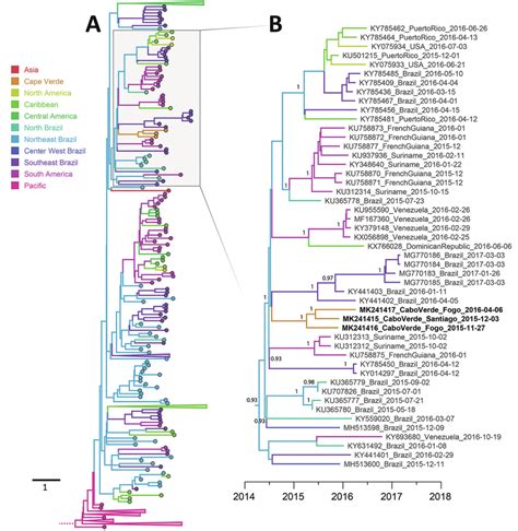 Maximum Clade Credibility Phylogenetic Tree Demonstrating Migration