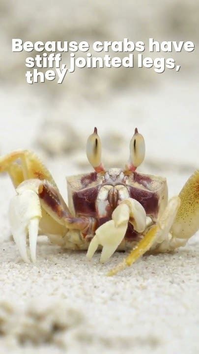 Why Crabs Walk Sideways 🦀 Crabs Walk Sideways True Or False 1minuteknowledge Crabs Youtube