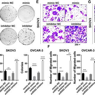 Mir Inhibits Ovarian Tumor Cell Migration Invasion And Colony