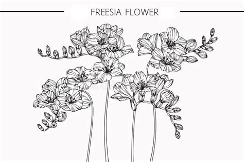 Le Freesia Fleurit Le Dessin Et Le Croquis Avec Le Ligne Art