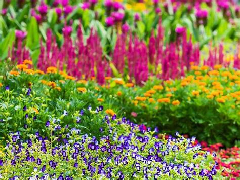 Perennial Plants That Bloom All Summer Long Image To U