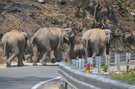 Protecting Asian Elephant Movement In 13 Countries Center For Large