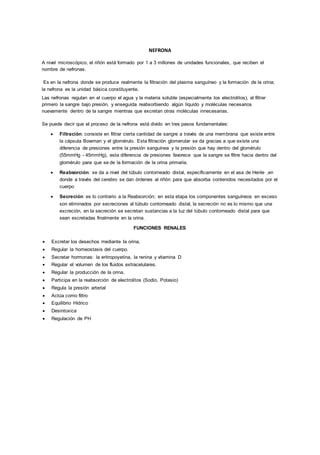 Sistema Excretor PDF