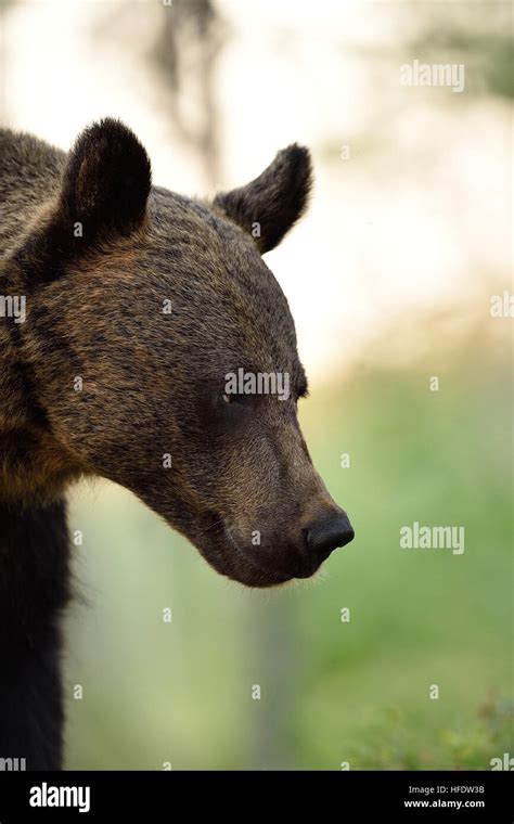 brown bear portrait. side view of brown bear face Stock Photo - Alamy