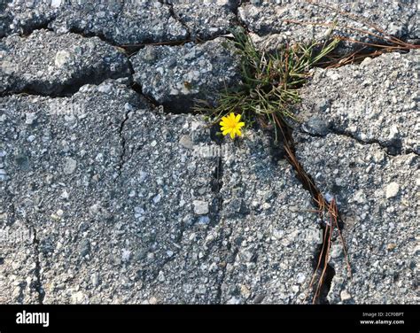 Strong Little Yellow Flower Grows Up Through Cracked Pavement A Symbol