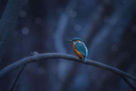 Kingfisher Wallpaper