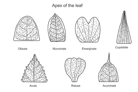 Leaf Apexa Protruding Part Of Leaf Where Water Droplets Accumulate