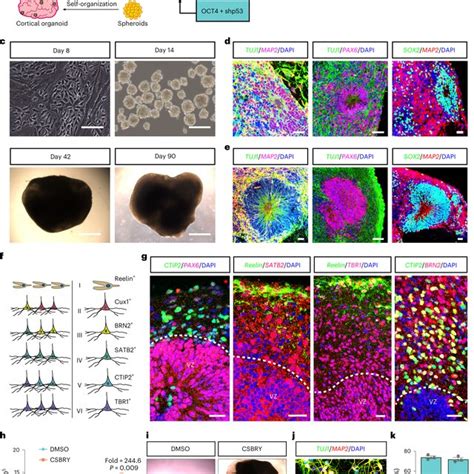 Generation Of Neural Organoids For Spinal Cord Regeneration Via The