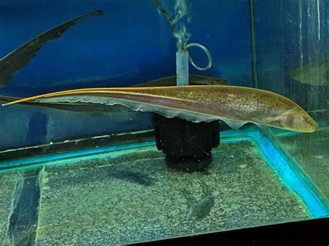 Poisson Couteau Goldline Knifefish Discus Rive Sud Poissons Exotiques