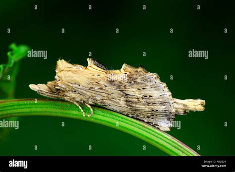 Pale Prominent Pterostoma Palpina At Rest On Leaf Stalk Potton