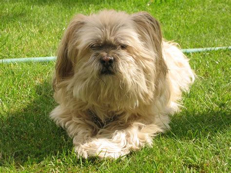 Filelhasa Apso Rolly Wikimedia Commons