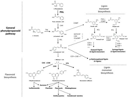 A Schematic Representation Of Phenylpropanoid Metabolism From The