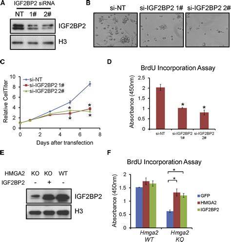 An HMGA2 IGF2BP2 Axis Regulates Myoblast Proliferation And Myogenesis