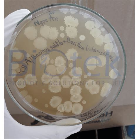 Bacillus Subtilis X Cfu G Biotekco