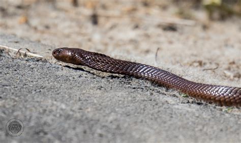 Cape Cobra - Wildlife Den - South African And Australian Wildlife ...