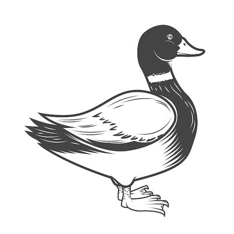 Illustration De Canard Sauvage Sur Fond Blanc élément Pour Logo