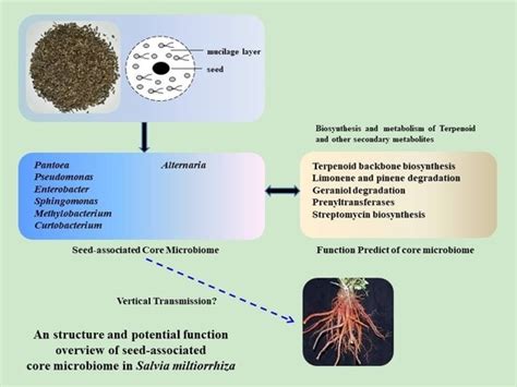 IJMS | Special Issue : Plant Microbe Interaction 2017