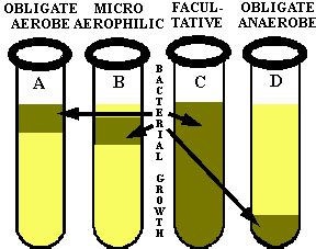 Obligate aerobe - Alchetron, The Free Social Encyclopedia