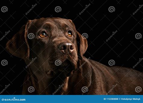 The Portrait Of A Black Labrador Dog Taken Against A Dark Backdrop