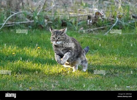 Domestic shorthair cat running on lawn very fast Stock Photo - Alamy