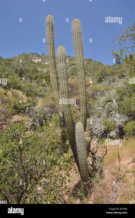 Quisco Echinopsis Chiloensis Zona Palmas De Ocoa Parque Nacional La