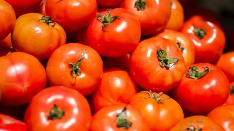 Huerto caseros Cómo cultivar tus propios tomates y tenerlos siempre