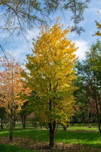 Cercidiphyllum Japonicum Katsura Tree Nature First Trees Semi