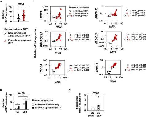 Nfia Co Localizes With Ppar And Transcriptionally Controls The Brown