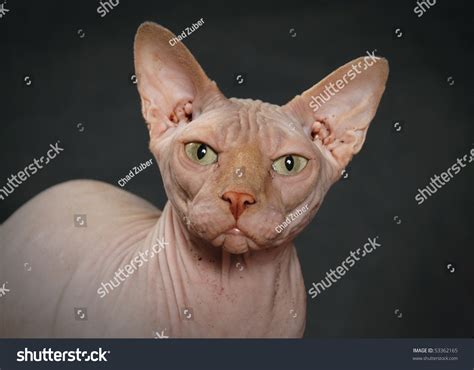 Angry Sphynx Cat Stock Photo 53362165 : Shutterstock