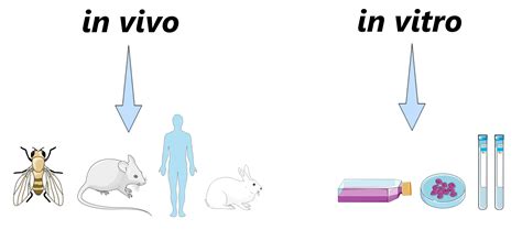 N Vivo Ve In Vitro Nedir