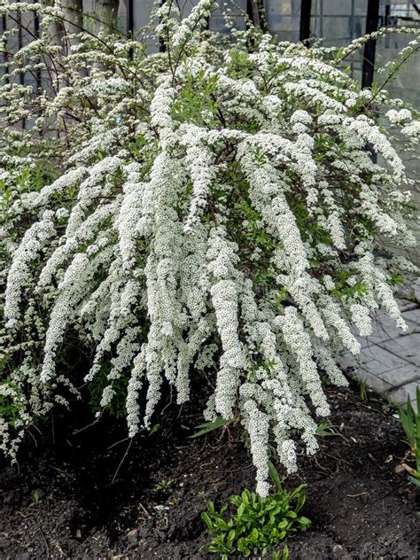 Arbusto Florido Blanco Con El Nombre Latino Spiraea Foto de archivo - Imagen de cierre, hermoso ...