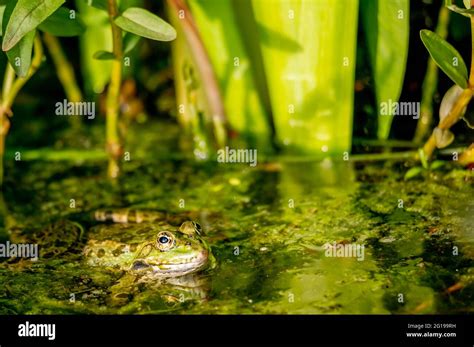 One Pool Frog In Water In Natural Habitat Pelophylax Lessonae