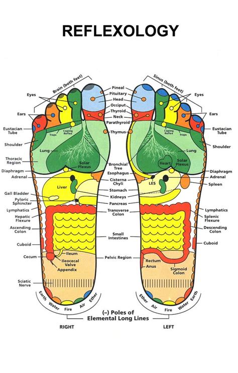 Refle X Ology Foot 24 Inches X 36 Inches Art Poster Foot Reflexology