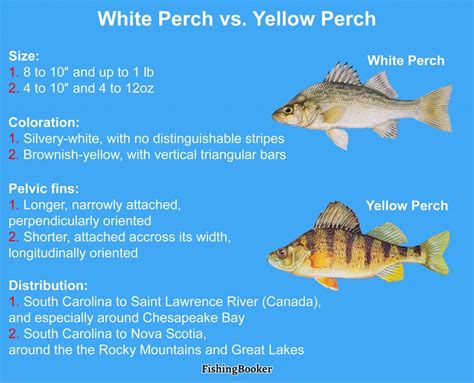 White Perch Vs Yellow Perch A Quick Guide