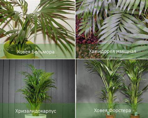 Комнатная пальмочка 4. Комнатная пальма — виды и уход - Cvetochki ...