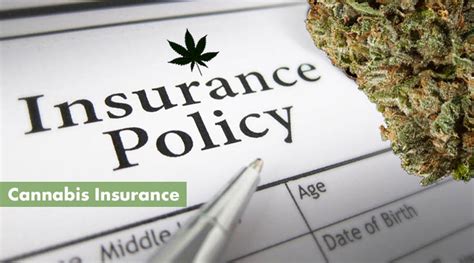 How To Protect Your Interests With Cannabis Insurance 10Buds