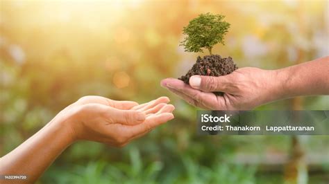 Handing Over A Tree In Human Hands Forest Conservation Concept