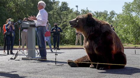 For Bears, California Recalls Are the Perfect Circus - The New York Times