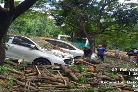 Pohon Tumbang Akibat Angin Kencang Timpa Dua Mobil Di Bekasi Bpbd