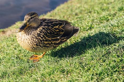 Patos de aves acuáticas salvajes nadan en un lago limpio en un día