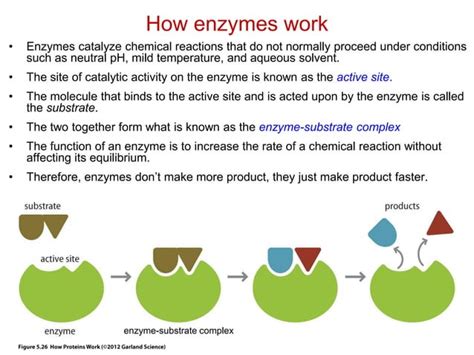 Enzyme Catalysis