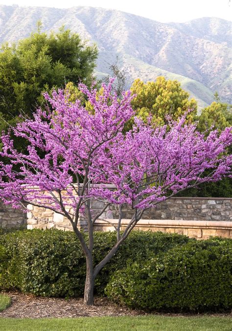 Forest Pansy Redbud Monrovia Plants Eastern Redbud Small Urban Garden