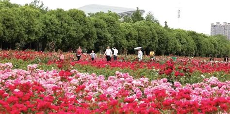 花开卧龙 丨（六）雨后月季别样美 花团锦簇待客来澎湃号·政务澎湃新闻 The Paper