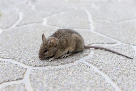 Mouse Droppings: Identifying Infestation in Your Home - Insectek Pest ...