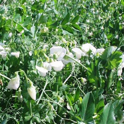 50lb Field Forage Peas Standish Milling Standish Milling Company