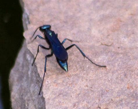 Wasp Getting Water Blue Mud Wasp Chlorion Aerarium Bugguidenet